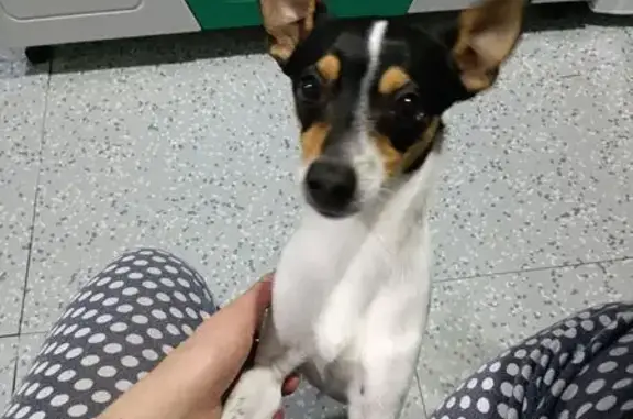 Собаки потеряшки, Черемхово, фото: Потеряшка собака, 2-я Линейная, Черемхово