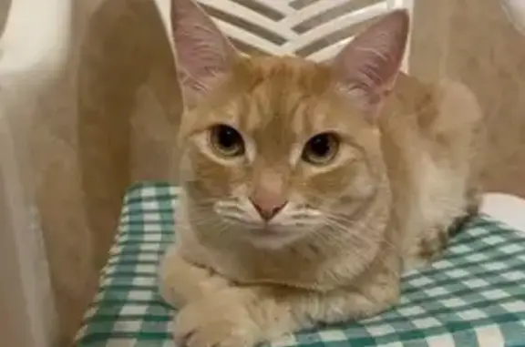 Кошки потеряшки, Самарская область, фото: Потеряшка кошка в Тольятти, Самарская обл.