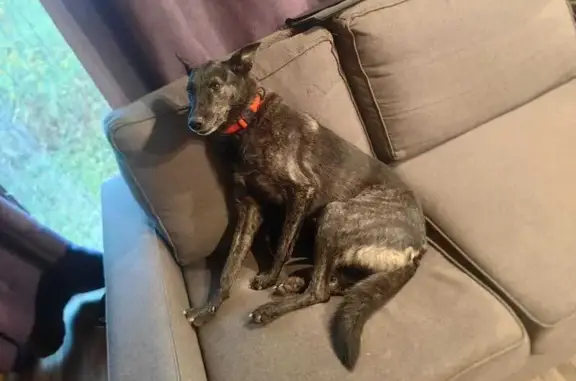 Найдена собака, Петергоф, фото: Найдена собака, Константиновская 23/13