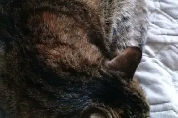 Кошки потеряшки, Кемерово, фото: Потеряшка кошка, б-р Строителей 31Б, Кемерово