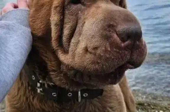 Собаки потеряшки, Волгоград, фото: Потеряшка собака на Волжском проспекте