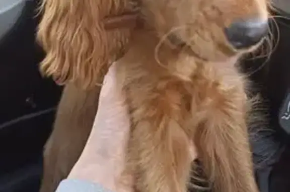 Найдена собака, Канск, фото: Собака найдена: ул. Буды, 9, Канск