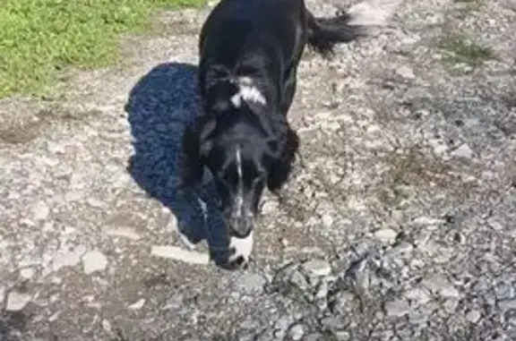 Собака найдена в Геленджике, звоните!