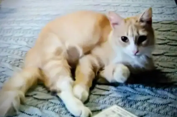 Пропала кошка, Ново-Ямская 70, Владимир