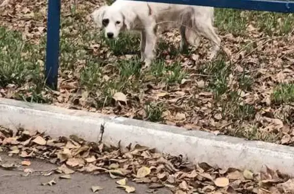 Найдена собака, Оренбург, фото: Белая собака найдена: Промысловый, Оренбург
