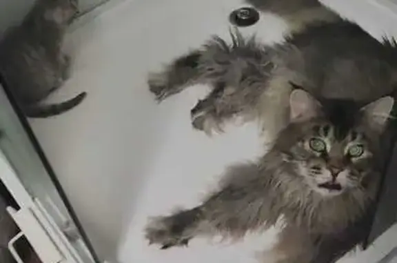 Пропала кошка, Интернационалистов 33А