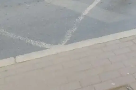 Собака найдена на пр. Ленина, 46, Челябинск