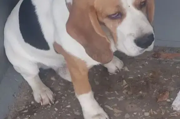 Найдена собака, Ульяновск, фото: Собака найдена: Ульяновск, Мос. ш., 75А