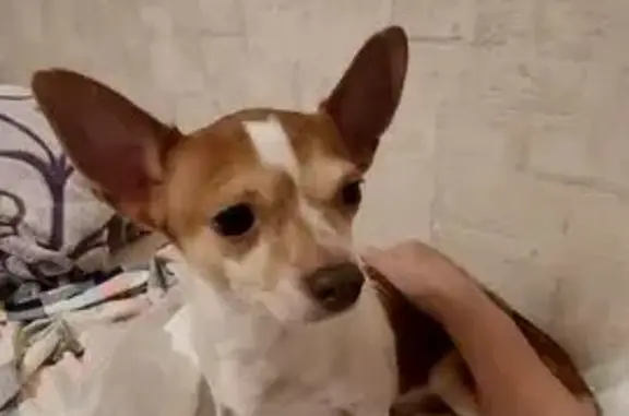 Найдена собака, Москва, фото: Найдена собака на ул. Мусы Джалиля, 13А