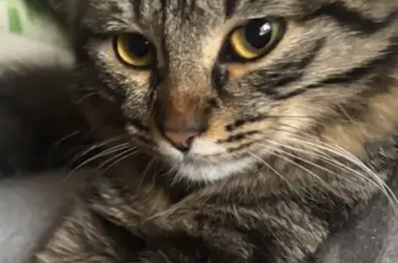 Пропала кошка, Академика Королёва 4, Волжский