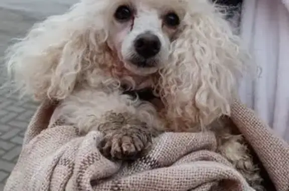 Белый пудель найден в Калининграде