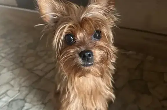 Пропала собака, Тузуклейская 4, Астрахань