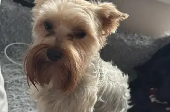 Собаки потеряшки, Владивосток, фото: Потеряшка собака, Владивосток, ул. 40 лет ВЛКСМ, 19