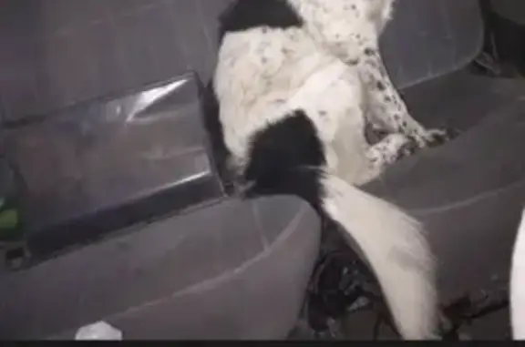 Собаки потеряшки, Новосибирск, фото: Потеряшка собака, Олимпийская 55, НСК