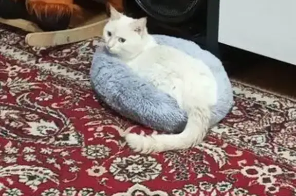 Пропал кот, Омск, ул. 22 Апреля