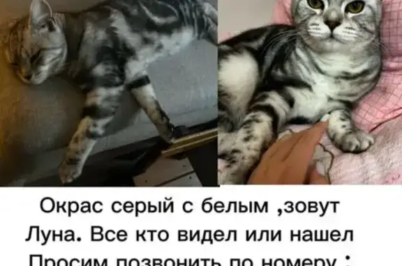 Кошки потеряшки, Красноярск, фото: Потеряшка кошка, Партизанская 42, Красноярск