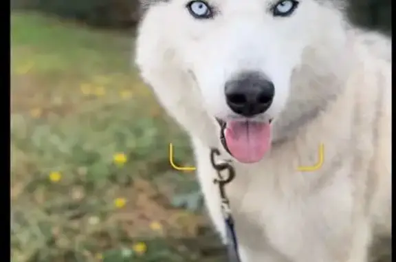 Пропала собака, Лесная ул., Москва