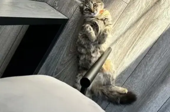 Кошки потеряшки, , фото: Потеряшка кошка на Луговой, 18, пос. Кирпичный