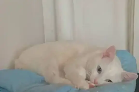 Кошки потеряшки, Ростов-на-Дону, фото: Потеряшка кот Сильвер, Таймырский пер., 2