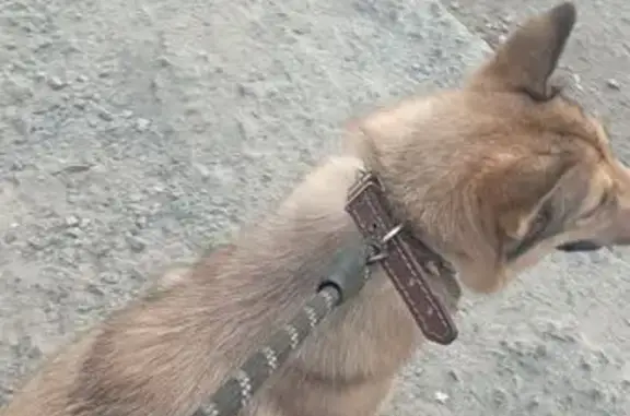 Собаки потеряшки, Мурманск, фото: Потеряшка собака, ул. Нахимова 7, Мурманск