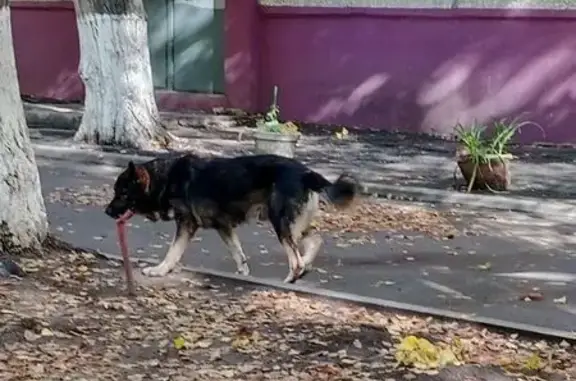 Найдена собака, Ростов-на-Дону, фото: Собака найдена на Варфоломеева, 227