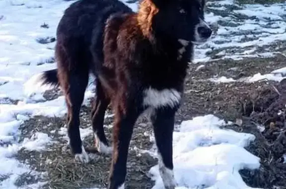 Найдена собака, Томск, фото: Собака найдена: Томск, Благодатная 16