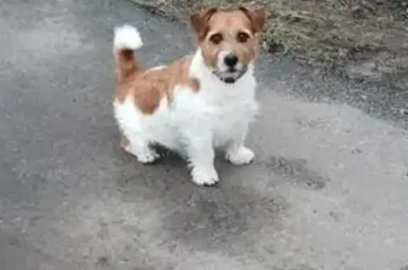 Пропала собака, ул. Курчатова, Курск