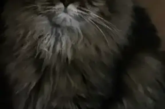 Кошки потеряшки, Марьино, фото: Потеряшка кошка, Берёзовая ул. 1 к3, Марьино