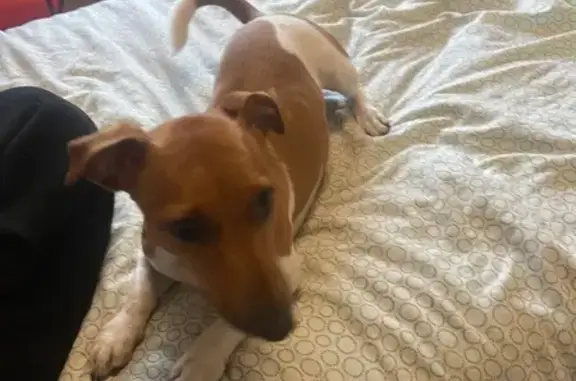 Найдена собака, Новосибирск, фото: Собака найдена на Сиреневой, 31, Новосибирск