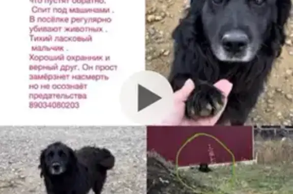 Собака найдена: Ставрополь, Ставроп. край