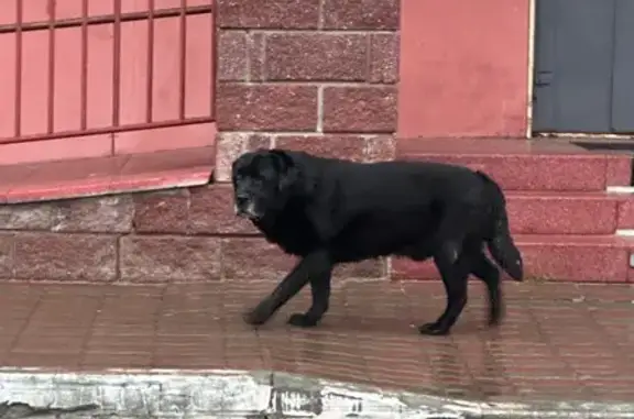 Найдена собака, Ханты-Мансийск, фото: Найдена собака, Ханты-Мансийск, Рябиновая 22