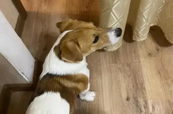 Собаки потеряшки, Михайловск, фото: Потеряшка Джек Рассел, Михайловск, Полеводческая 1 к11