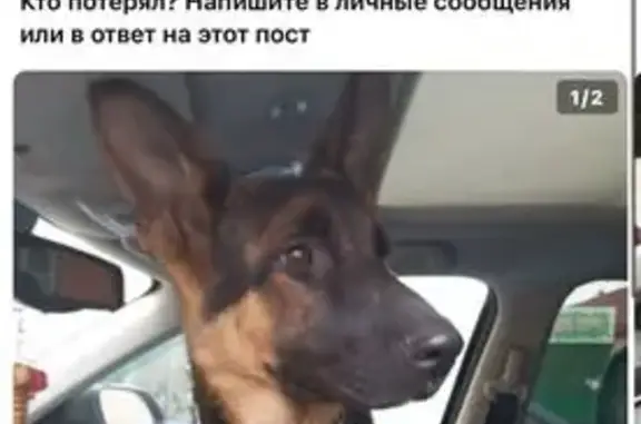 Найдена собака, Московская область, фото: Овчарка найдена в Клину, МО