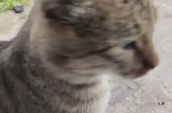 Найдена кошка, Коломна, фото: Кот найден в Коломне, Московская область