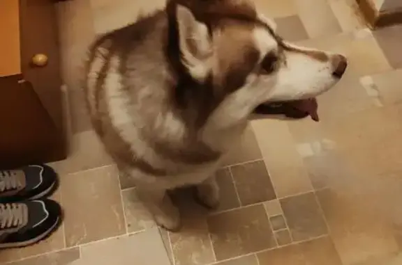 Найдена собака, , фото: Собака найдена: Усть-Балыкская 6, Нефтеюганск