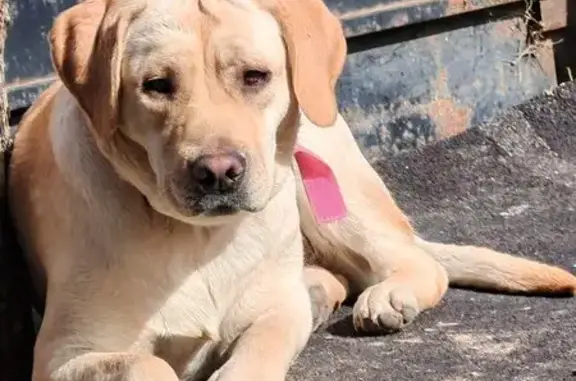 Пропала собака, ул. Куйбышева, Владимир