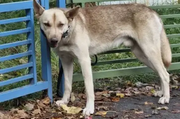 Пропала собака, Советский пр., 24, Немчиновка