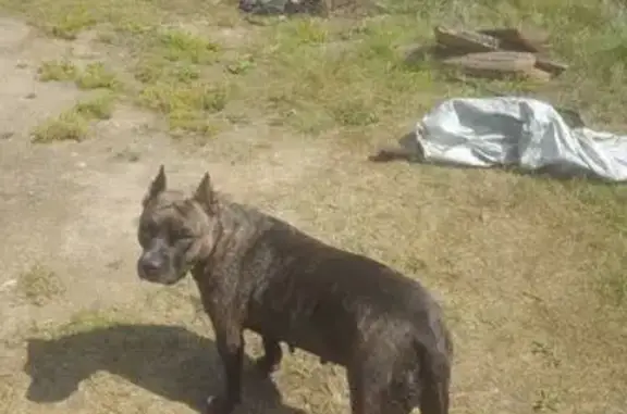 Собаки потеряшки, Улан-Удэ, фото: Потеряшка собака, Октябрьская 21, Улан-Удэ