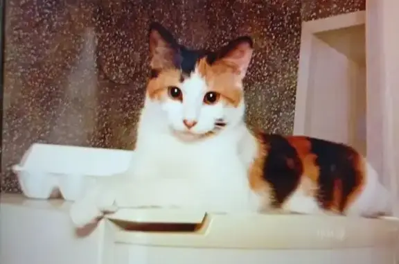 Кошки потеряшки, Орехово-Зуево, фото: Потеряшка кошка, ул. Гагарина 7, Орехово-Зуево