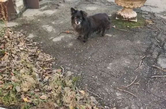 Потерян песель, ул. Клары Цеткин, 3