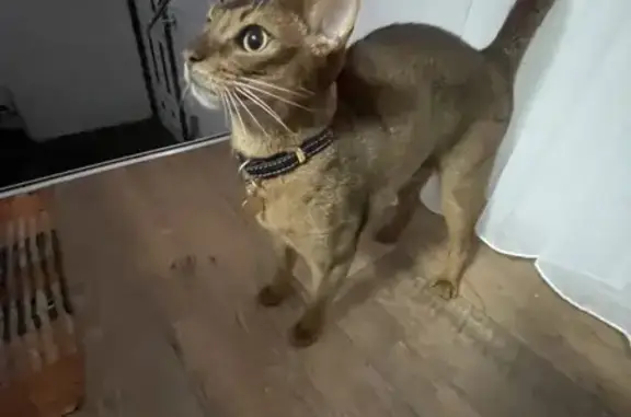 Найдена кошка, Владимир, фото: Кошка найдена: Ново-Гончарный 14, Владимир