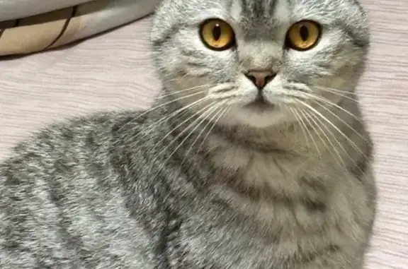 Найдена кошка, Белгород, фото: Кошка найдена: ул. Щорса, 47А, Белгород
