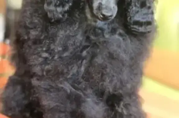 Собаки потеряшки, Новосибирск, фото: Потеряшка собака, Киевская 4, Новосибирск