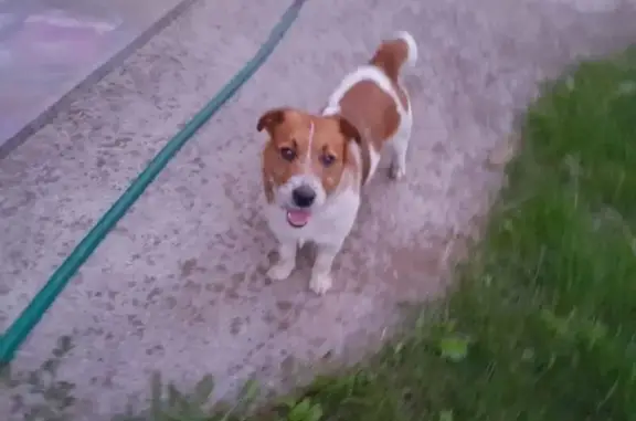 Пропала собака, Васильковая ул., Хардиково