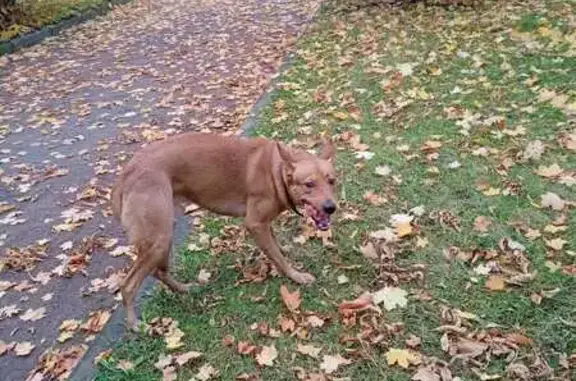 Найдена собака, Кронштадт, фото: Рыжий пес найден: пр. Ленина, 18, Кронштадт