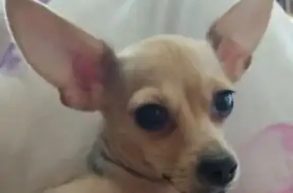 Собаки потеряшки, Ульяновск, фото: Потеряшка собака, Мелекесская 71, Ульяновск