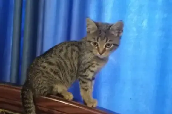 Кошка найдена, ул. Артамонова, Воронеж