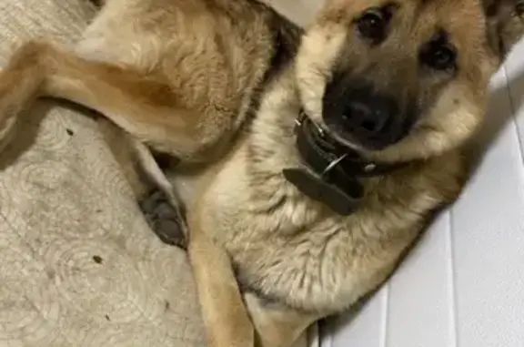 Пропала собака Рекс, Ленинградский пр., Новый Уренгой