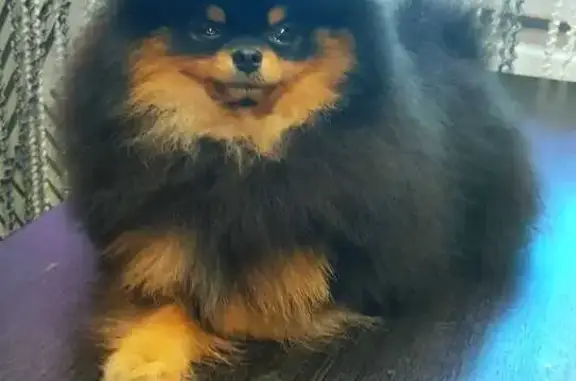 Собаки потеряшки, , фото: Потеряшка собака, Кировская обл.