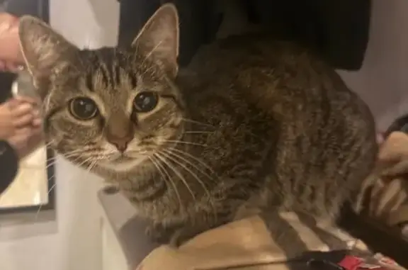 Найдена кошка, Кострома, фото: Кошка найдена: Никитская ул., 128, Кострома